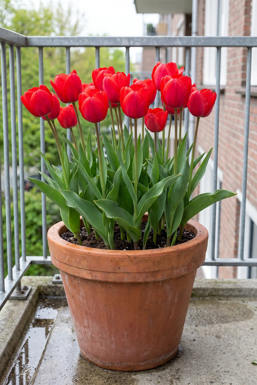 Tulipa Seadov in een pot op een terras