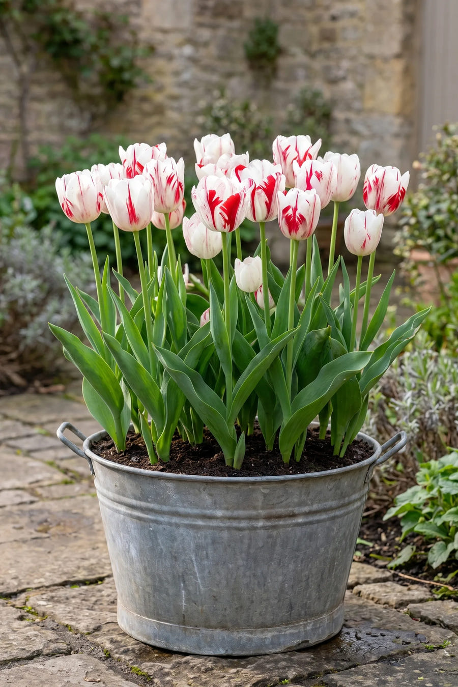 Tulipa One Direction — in pot op terras