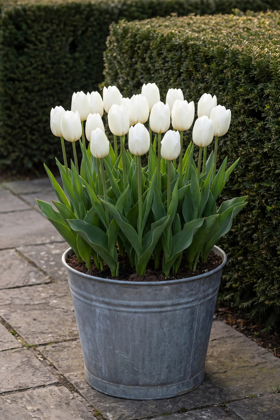 Tulipa Royal Virgin in een pot op een terras