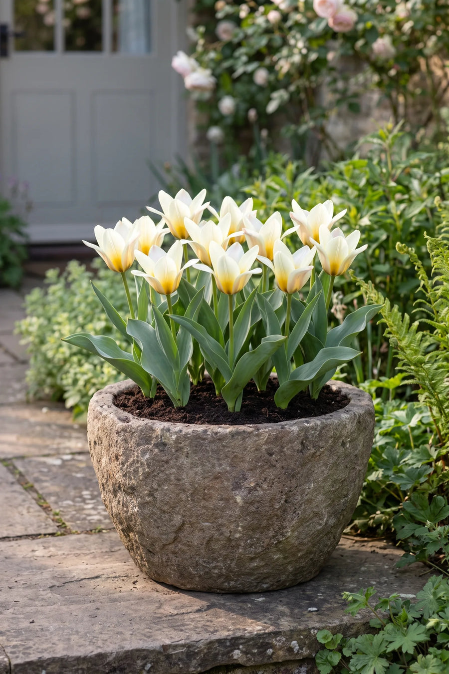 Tulipa Concerto in een pot op een terras