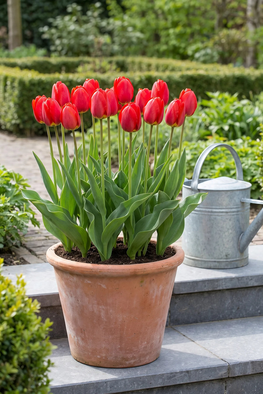 Tulipa Ile de France in een pot op een terras