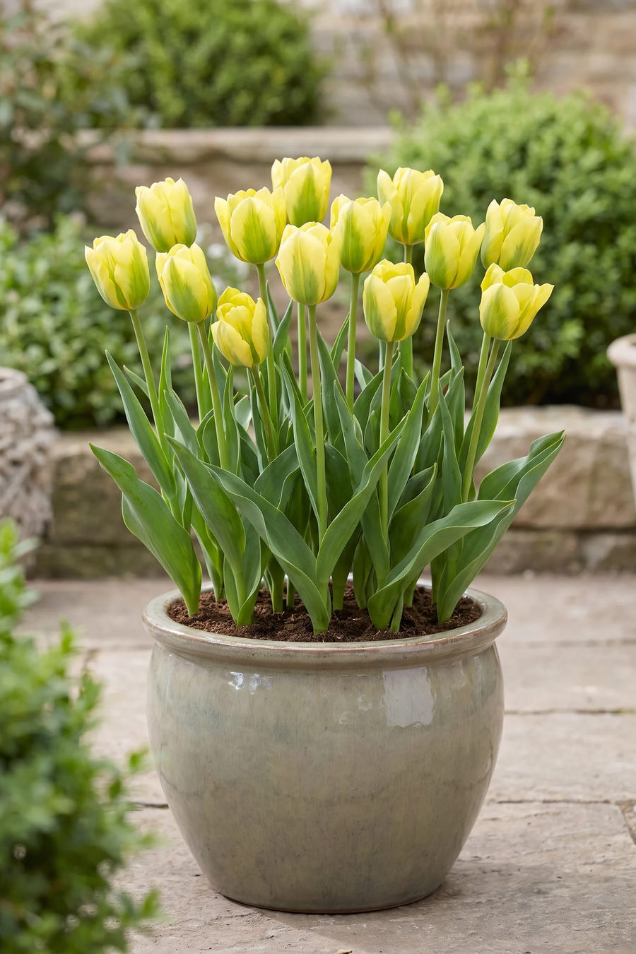 Tulipa Formosa — in pot op terras