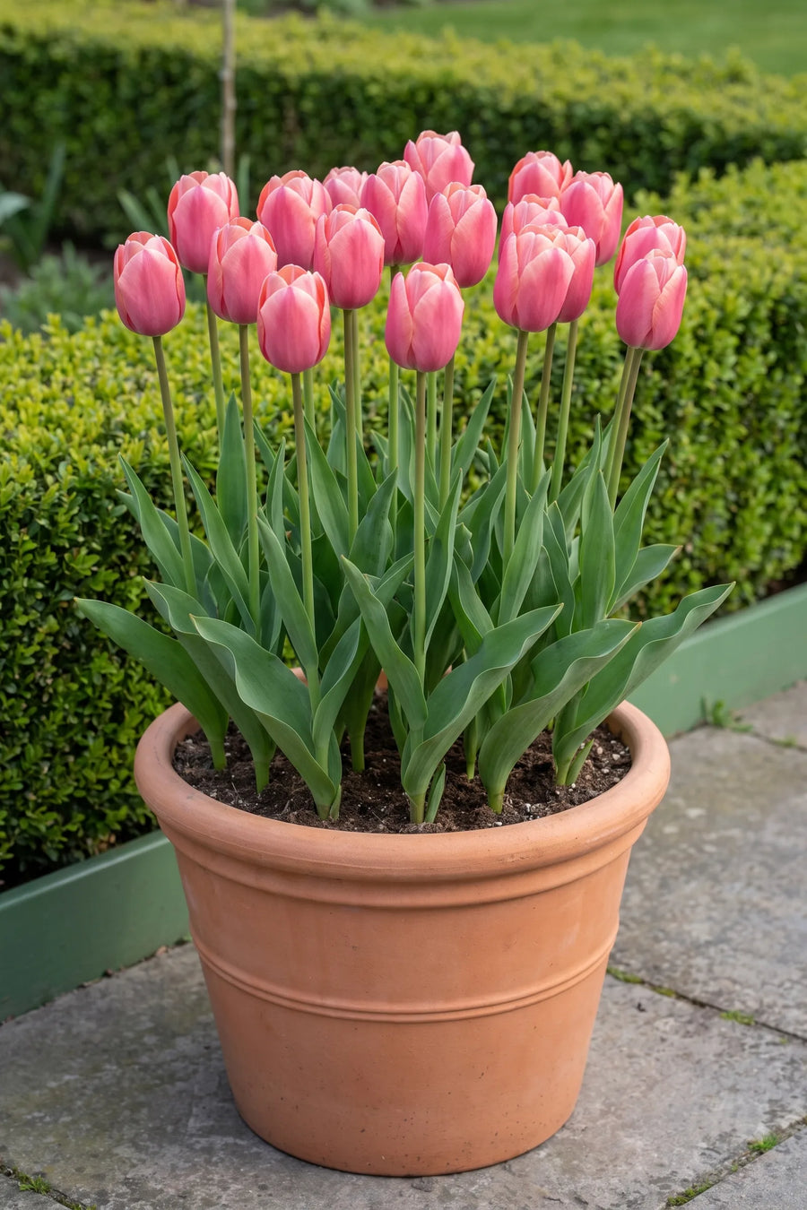 Tulipa Pink Ardour in een pot op een terras