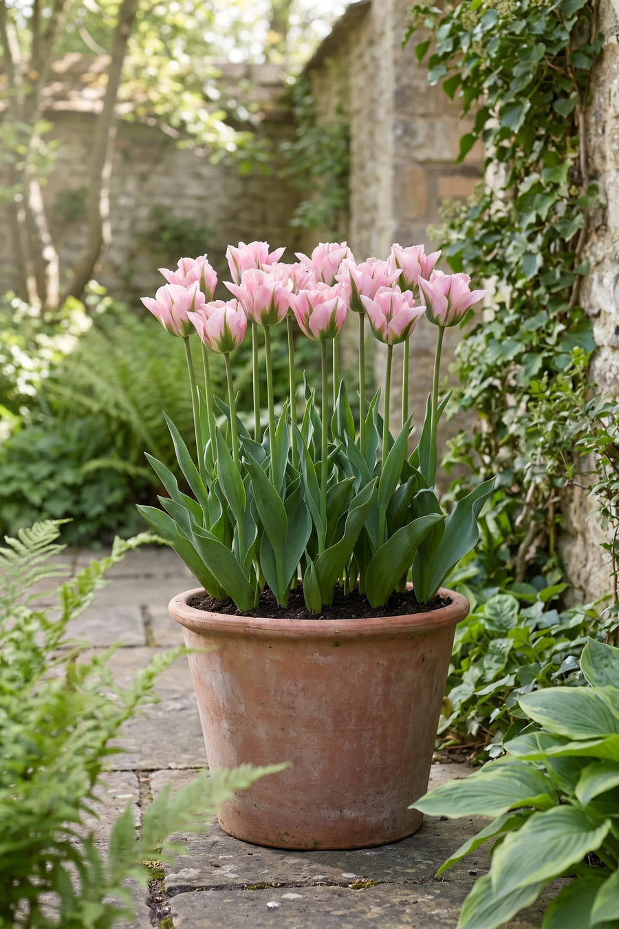 Tulipa China Town in een pot op een terras