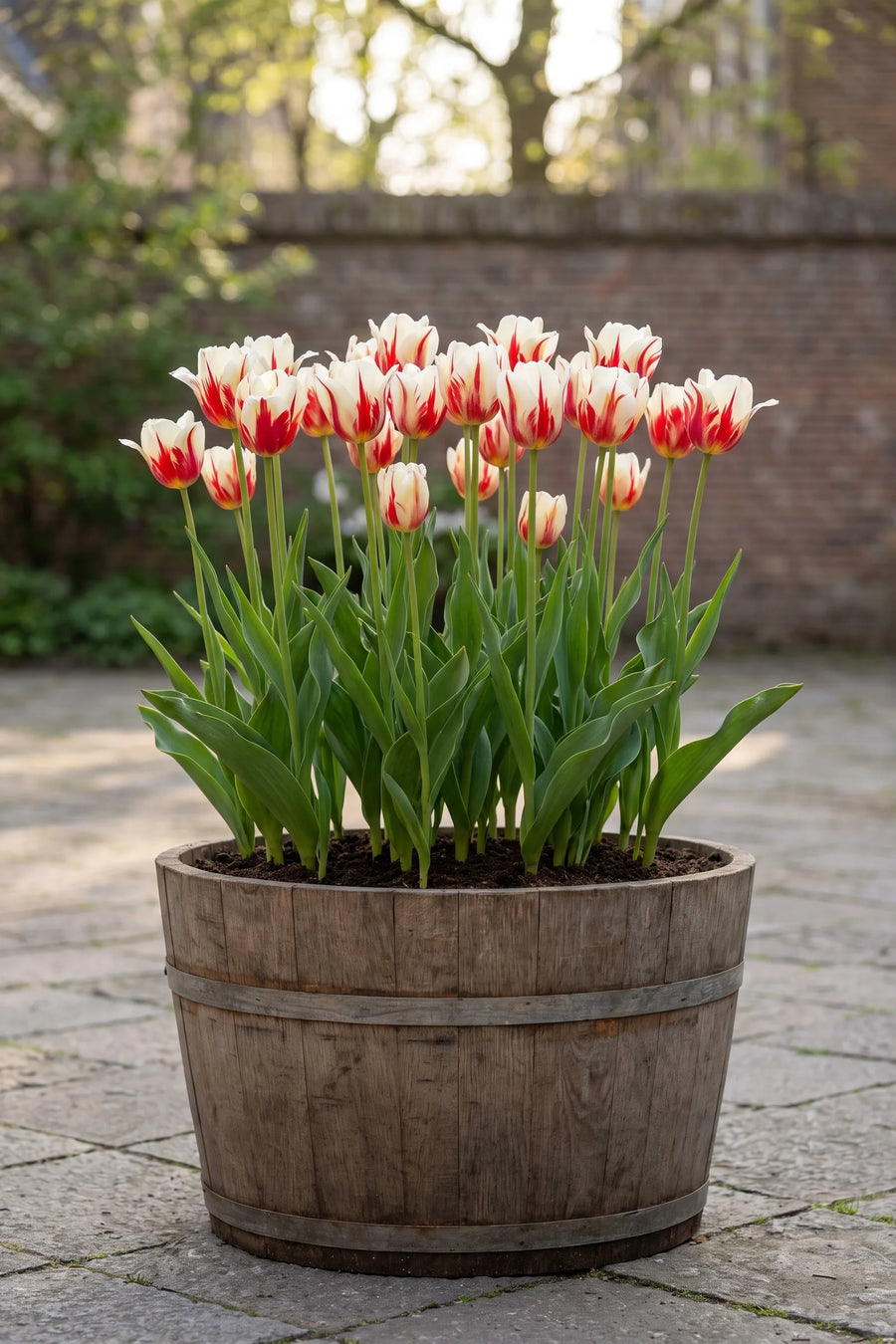 Tulipa Carnaval de Rio in een pot op een terras