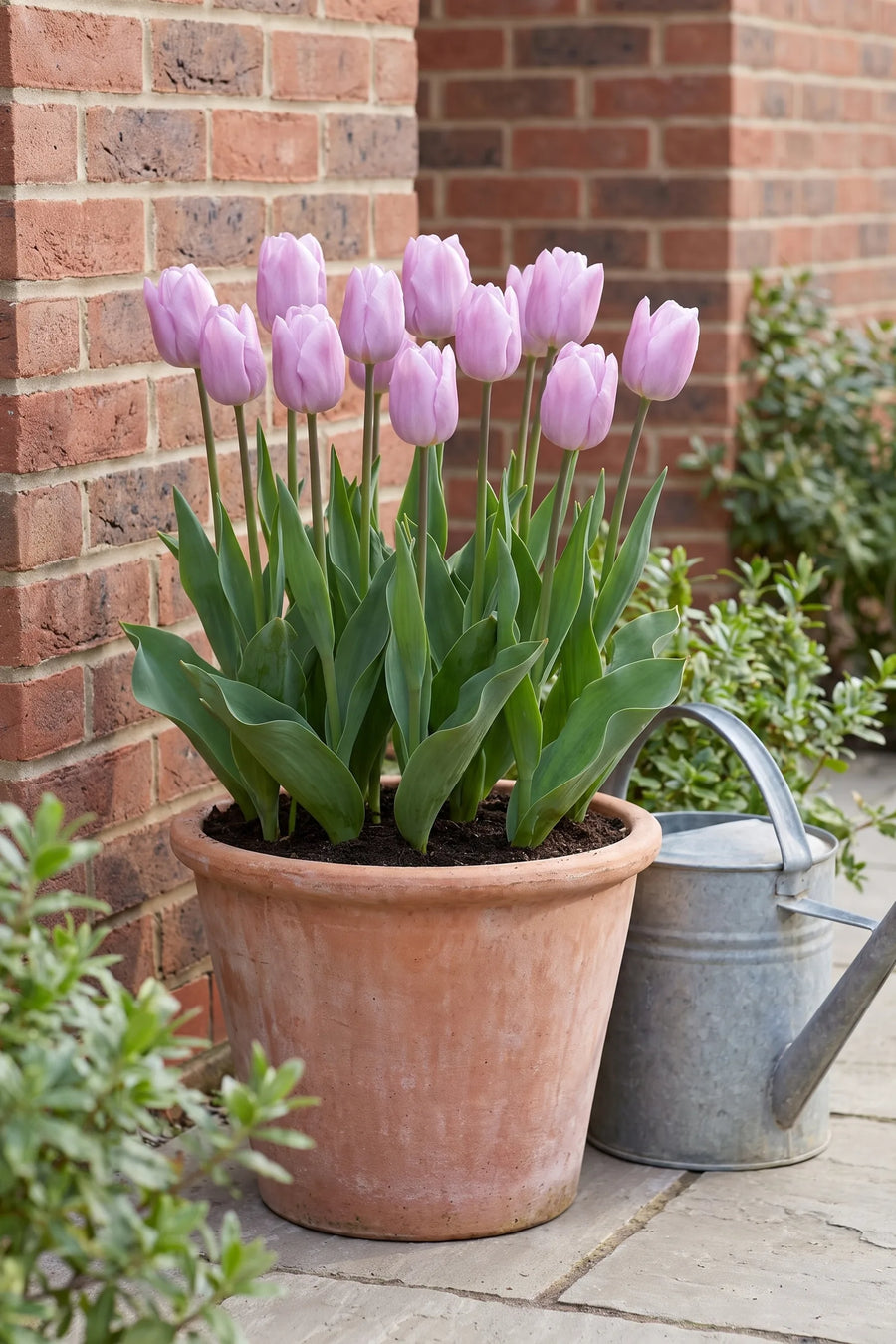 Tulipa Candy Prince in een pot op een terras