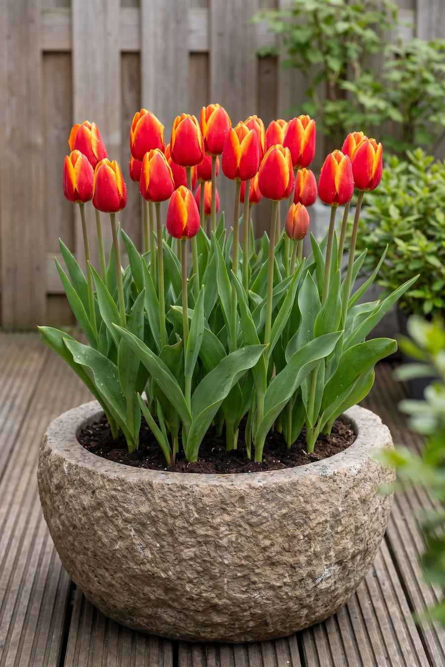 Tulipa Dow Jones in een pot op een terras