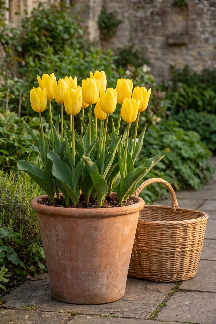 Tulipa Candela in een pot op een terras