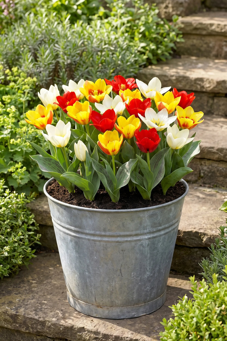 Tulipa Botanisch Mixed in een pot op een terras