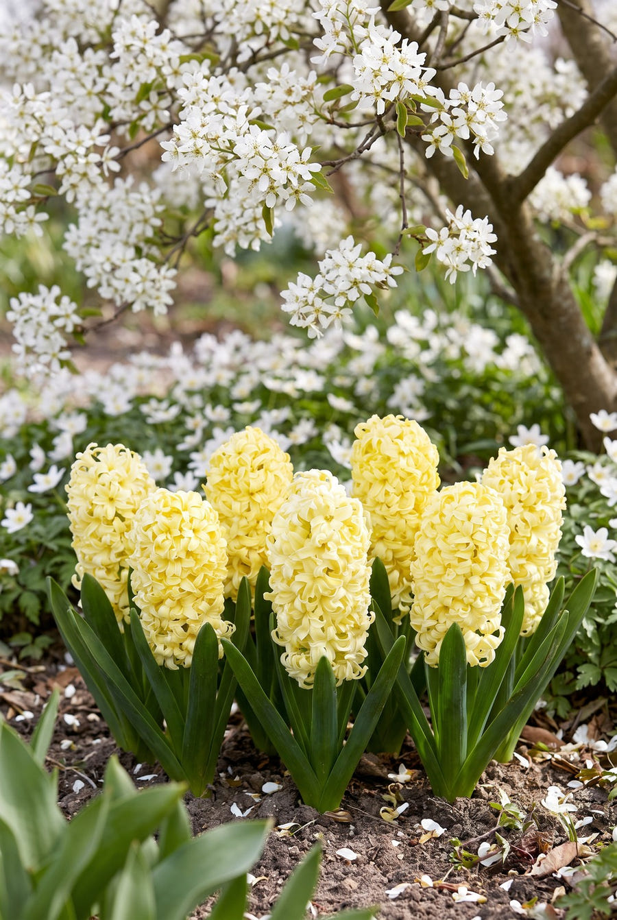Hyacinthus City of Haarlem — in de tuin