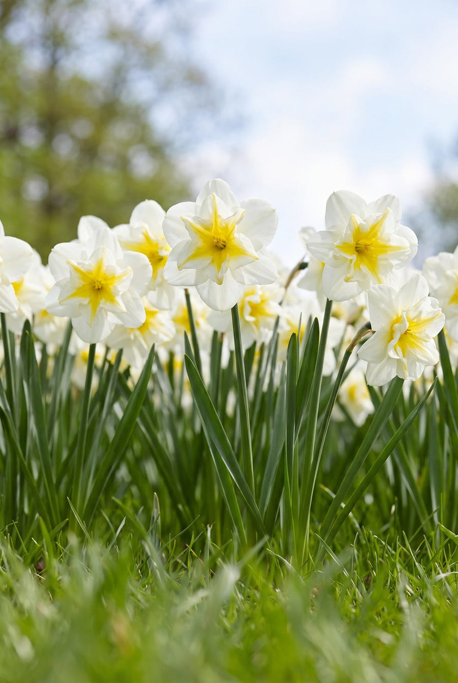 Narcissus Lemon Beauty — in de tuin