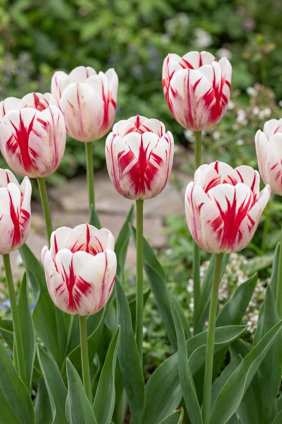 Tulipa One Direction — in de tuin