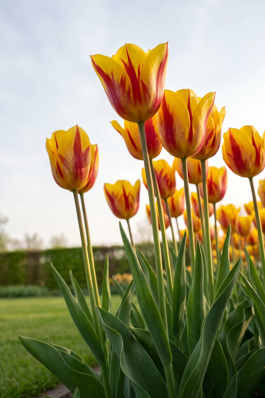 Tulipa Washington vanuit een natuurlijke tuinhoek