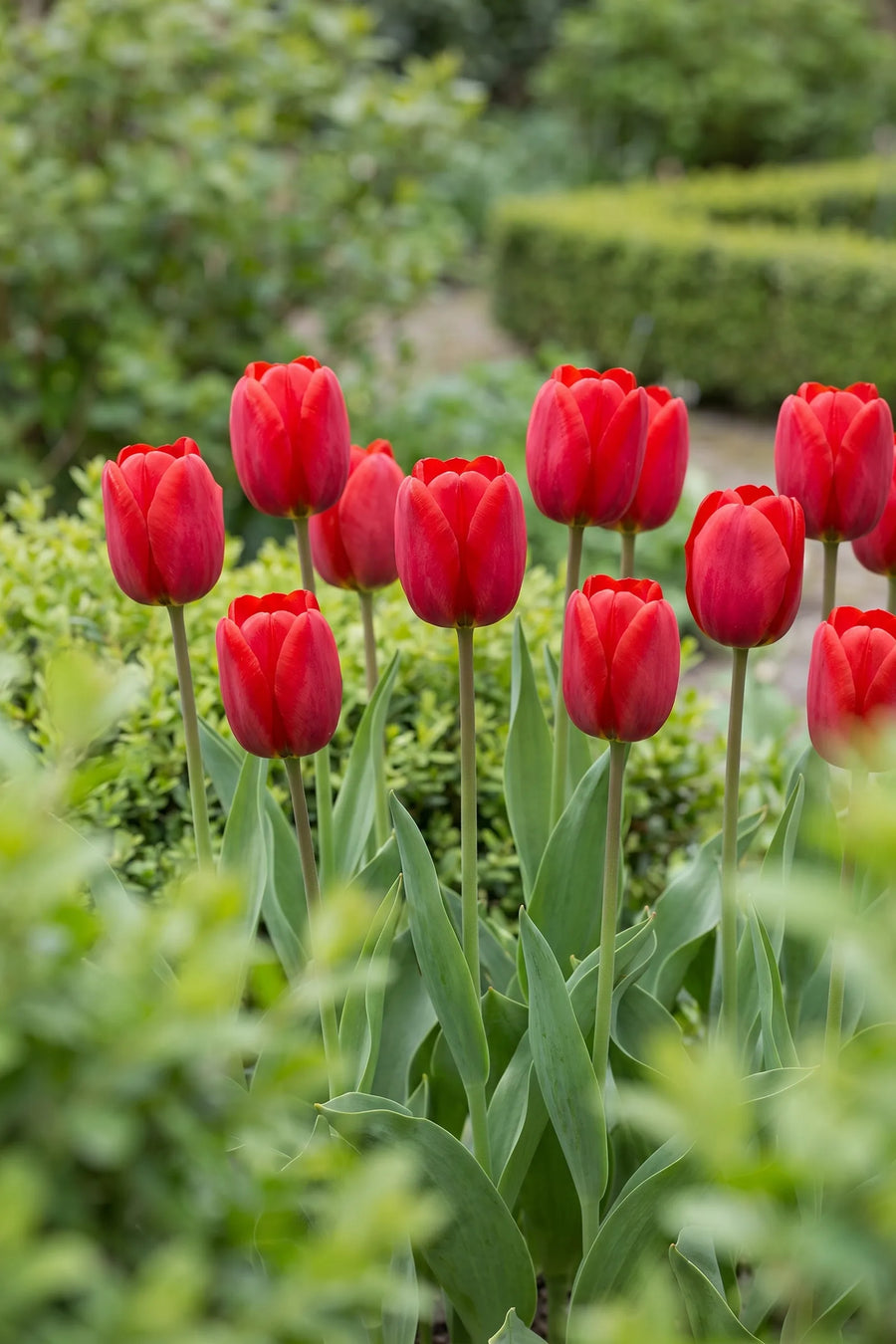 Tulipa Ile de France vanuit een natuurlijke tuinhoek
