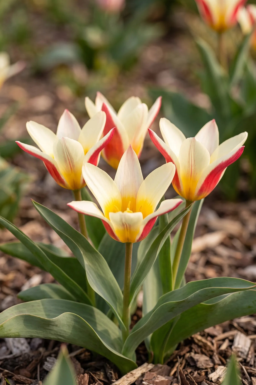 Tulipa Johan Strauss vanuit een natuurlijke tuinhoek