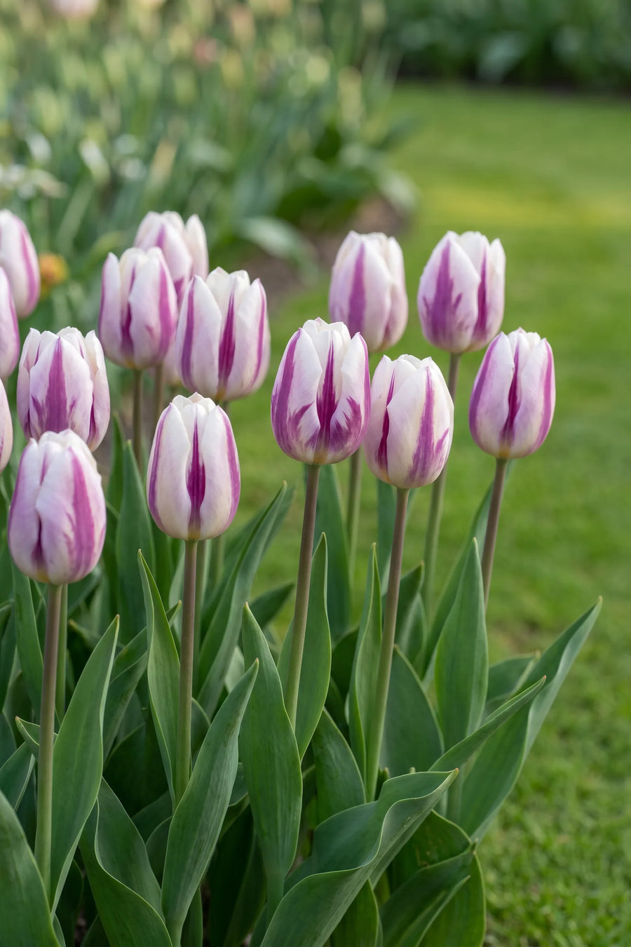 Tulipa Flaming Flag vanuit een natuurlijke tuinhoek