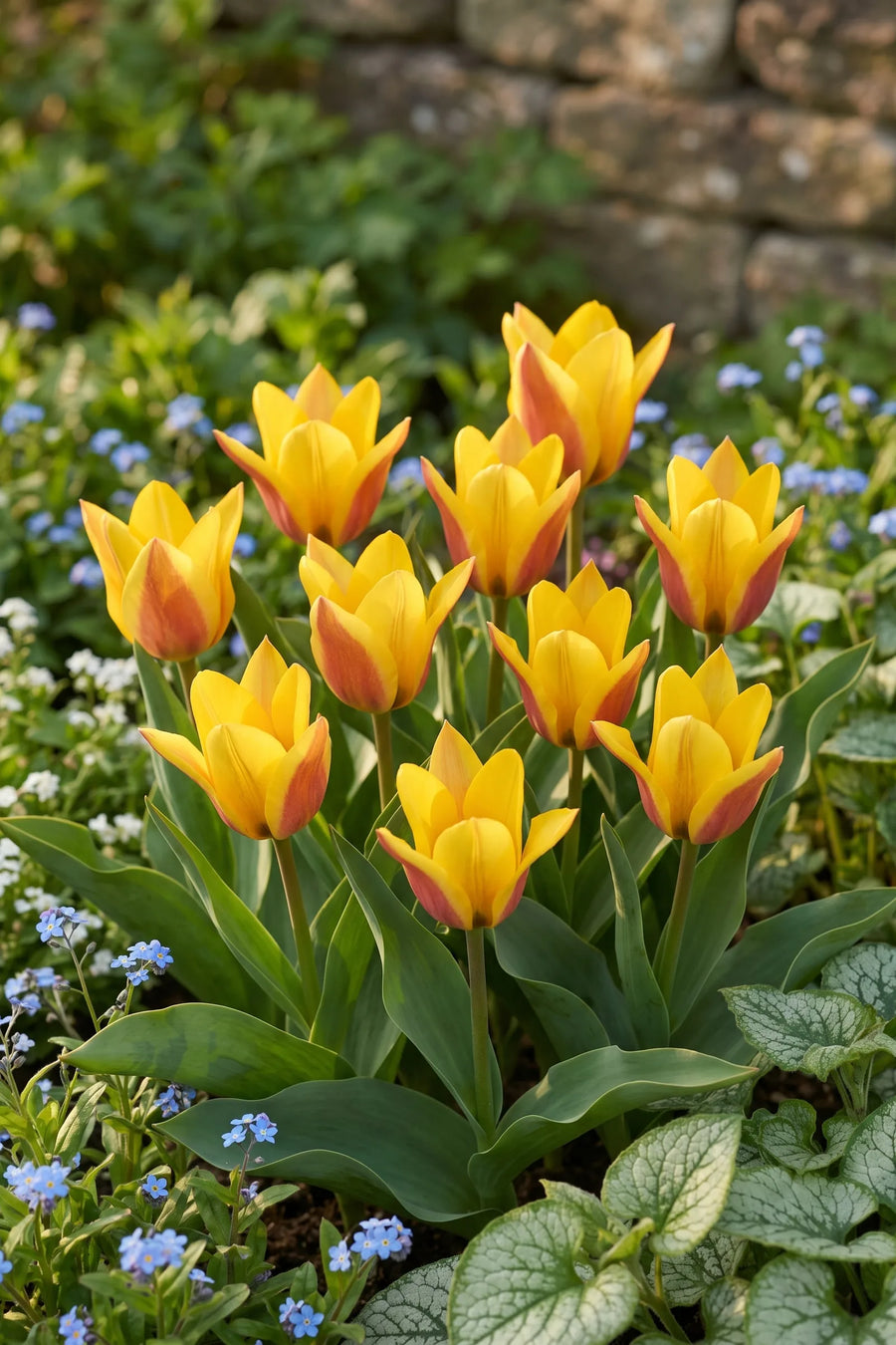 Tulipa Buttercup vanuit een natuurlijke tuinhoek