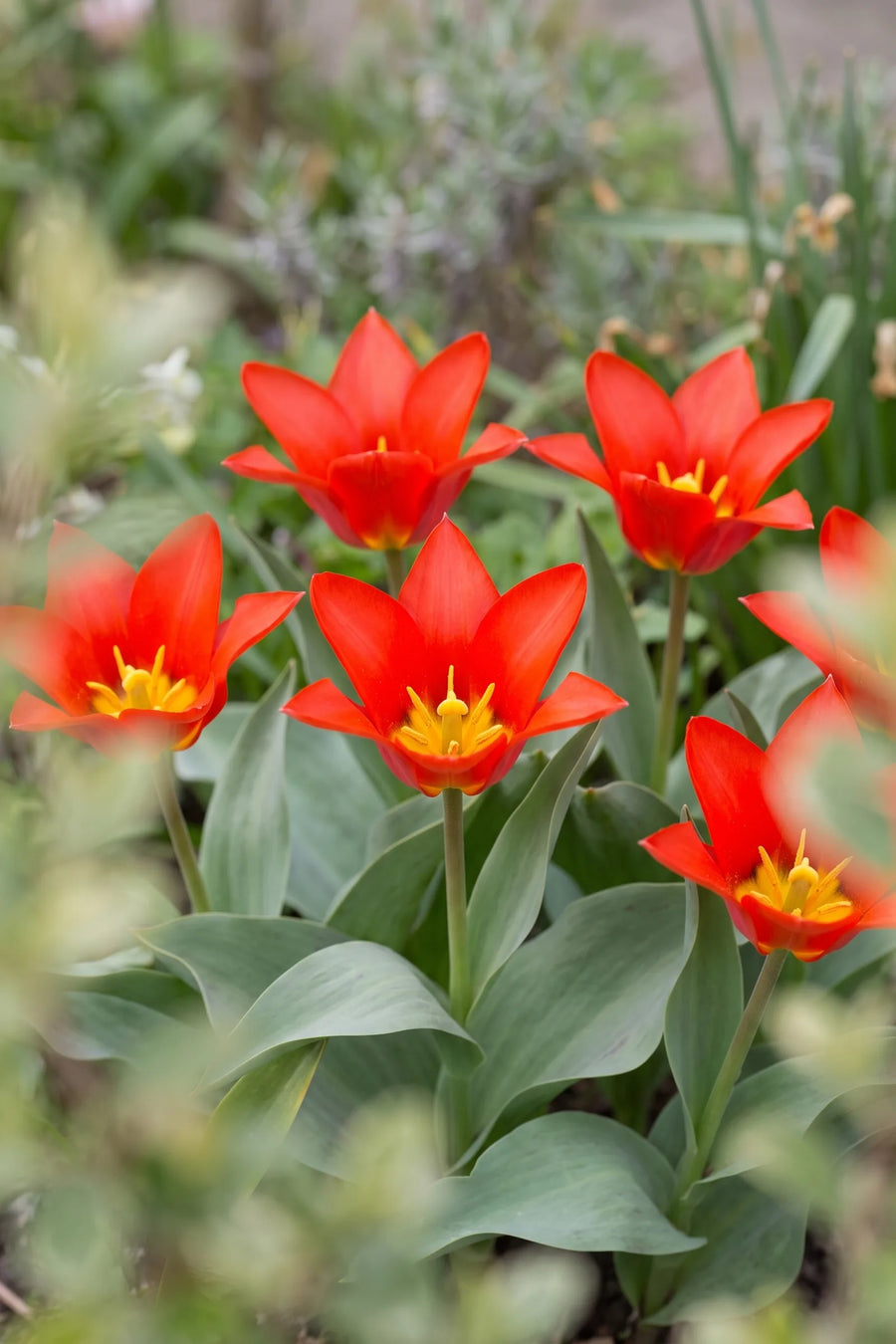 Tulipa Scarlet Baby vanuit een natuurlijke tuinhoek