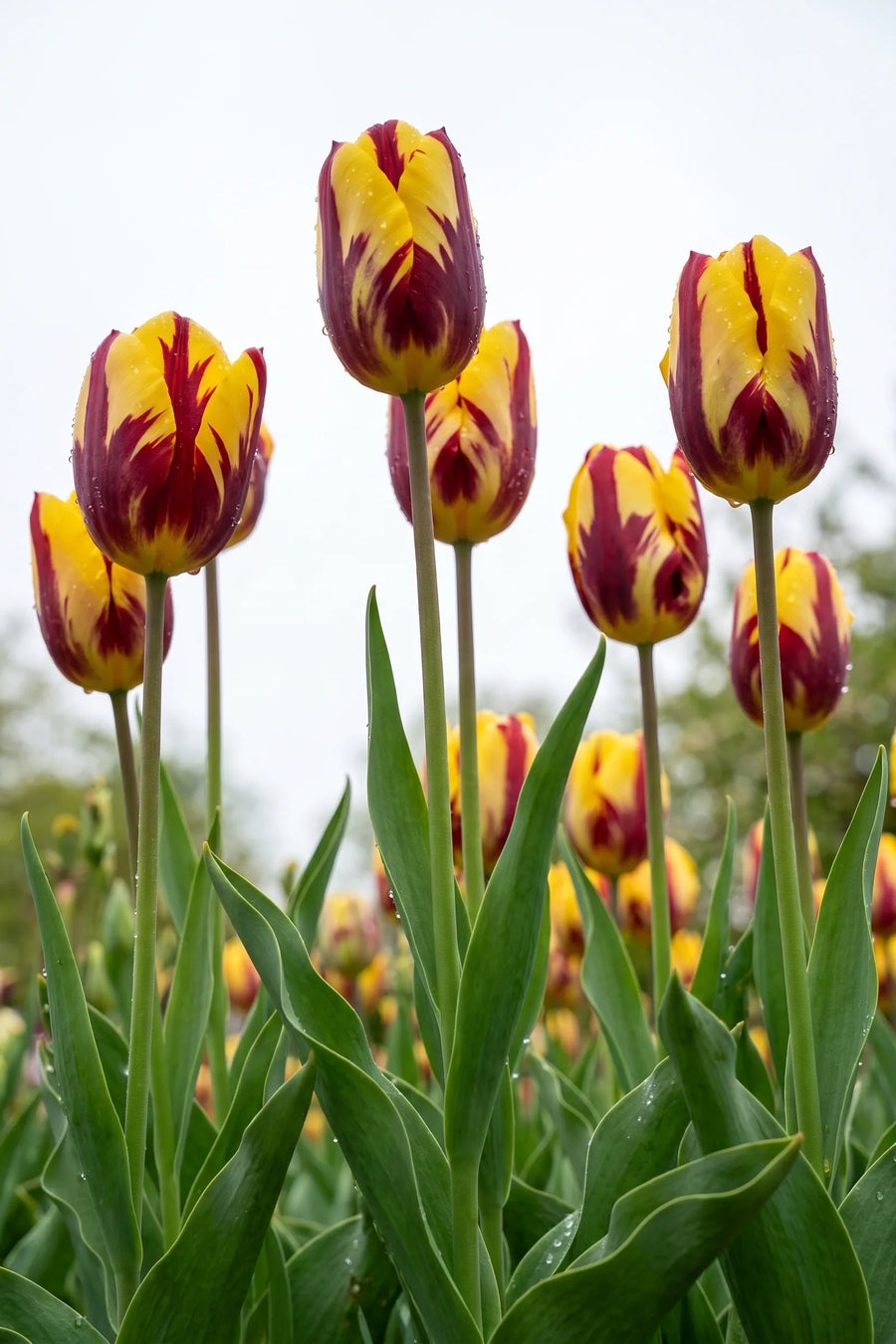 Tulipa Helmar vanuit een natuurlijke tuinhoek