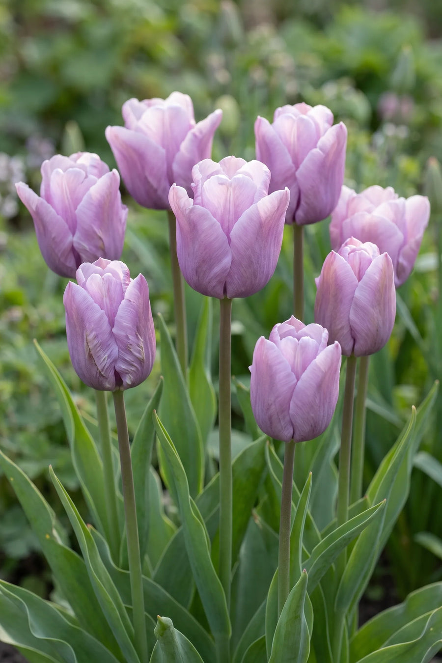 Tulipa James Last vanuit een natuurlijke tuinhoek
