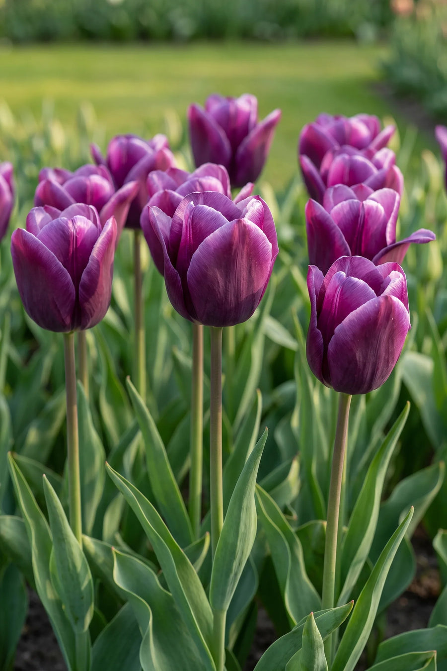 Tulipa Kansas Proud vanuit een natuurlijke tuinhoek