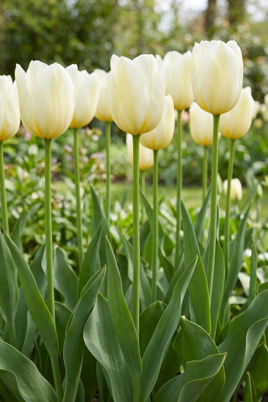 Tulipa Francoise vanuit een natuurlijke tuinhoek