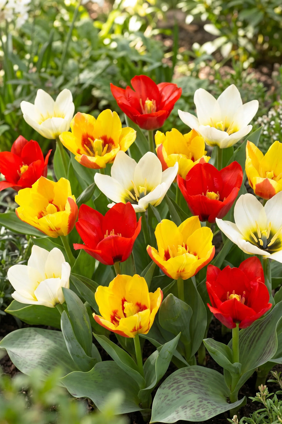 Tulipa Botanisch Mixed vanuit een natuurlijke tuinhoek