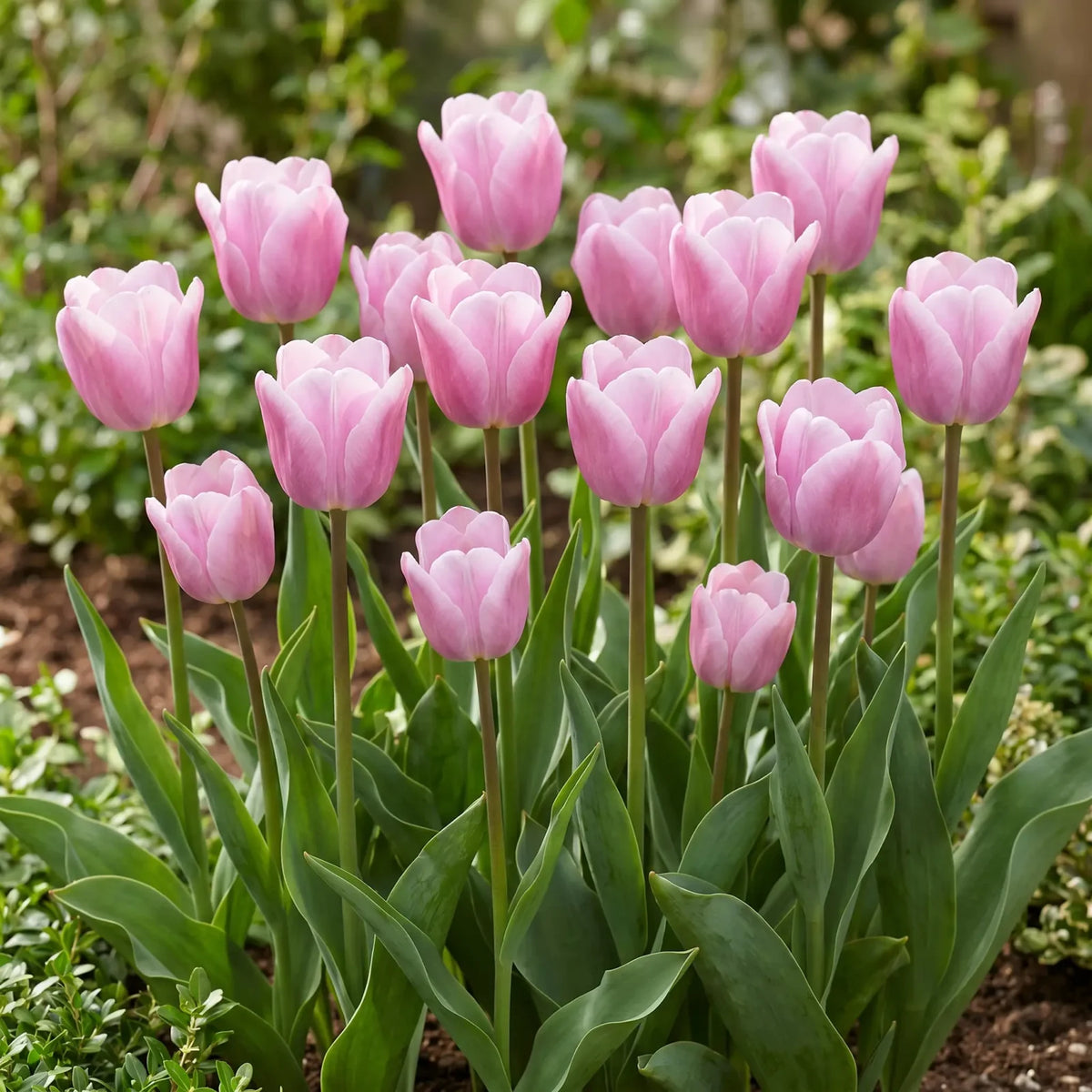 Tulipa Synaeda Amor natural garden angle