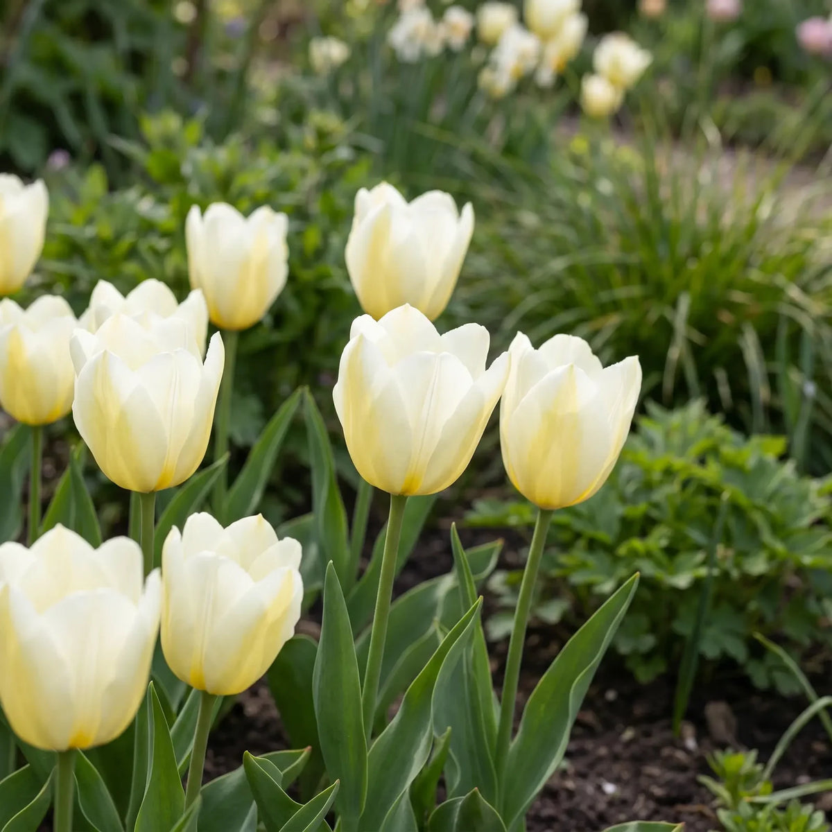 Tulipa Francoise natural garden angle