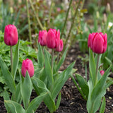 Tulipa Pink Ardour natural garden angle