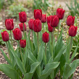 Tulipa Seadov natural garden angle