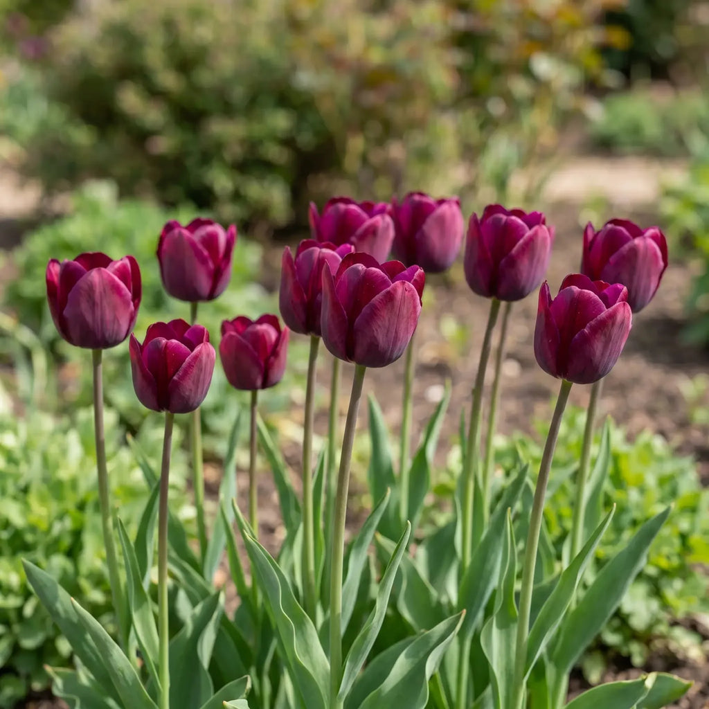 Tulipa Ronaldo natural garden angle