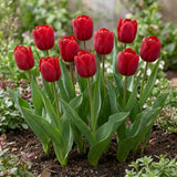 Tulipa Ile de France natural garden angle