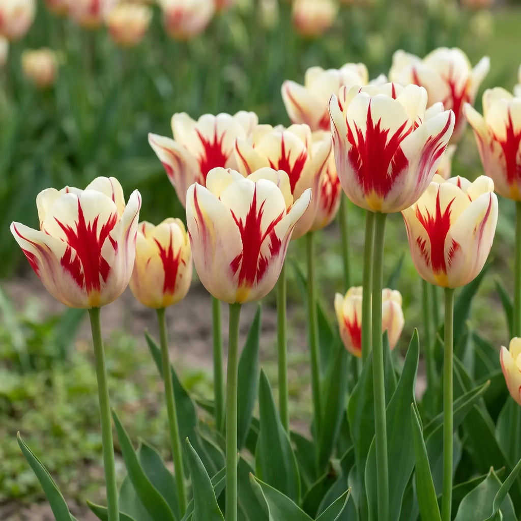 Tulipa Grand Perfection natural garden angle