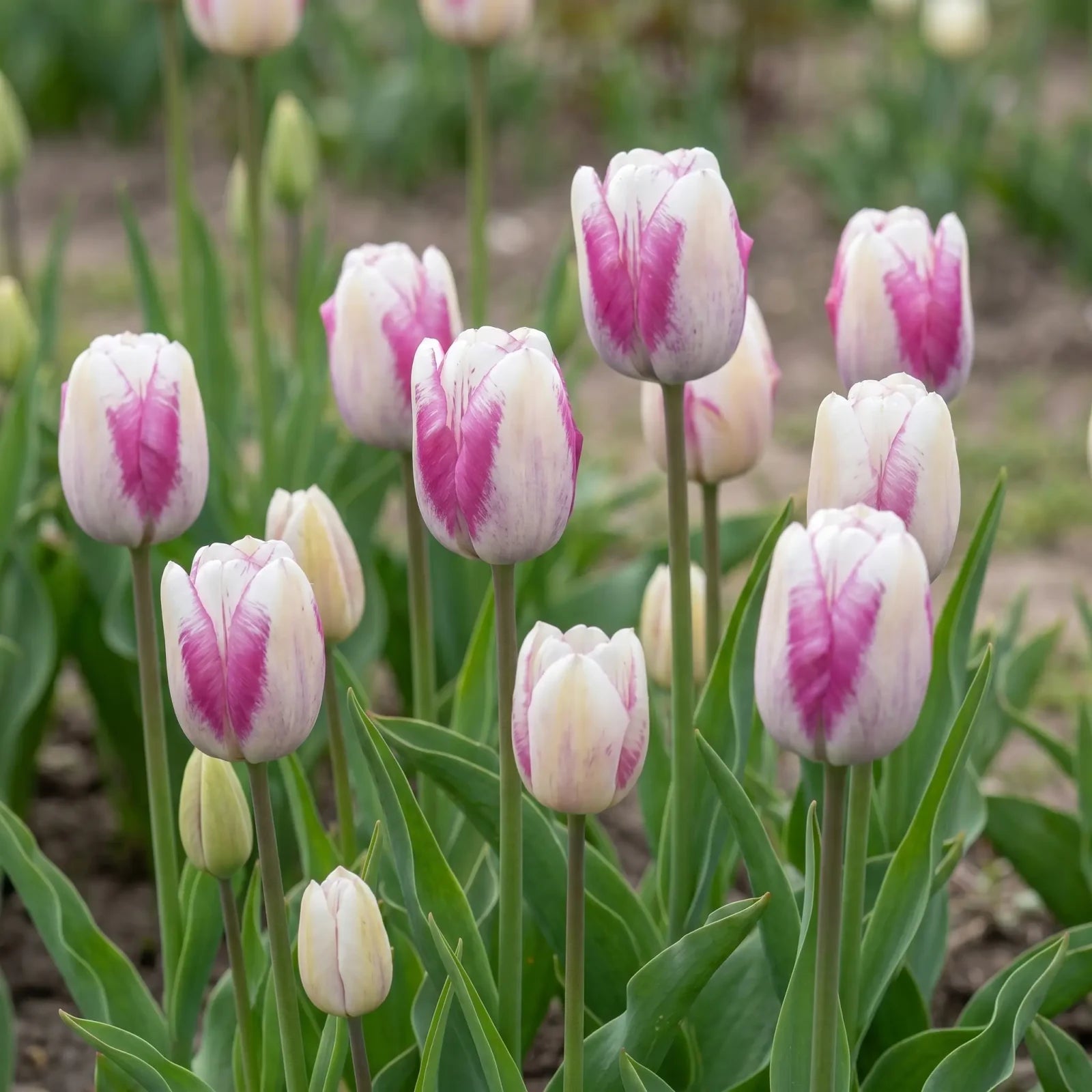 Tulipa Hotpants natural garden angle