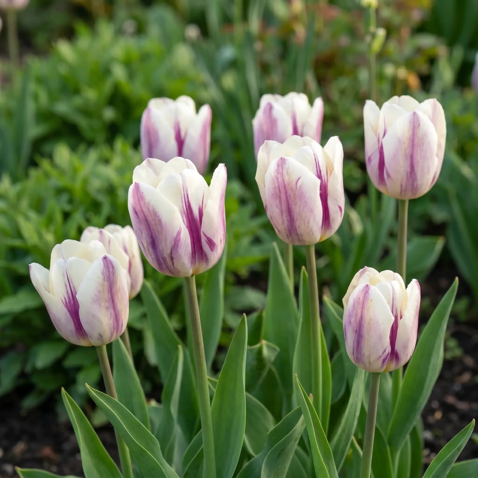 Tulipa Flaming Flag natural garden angle