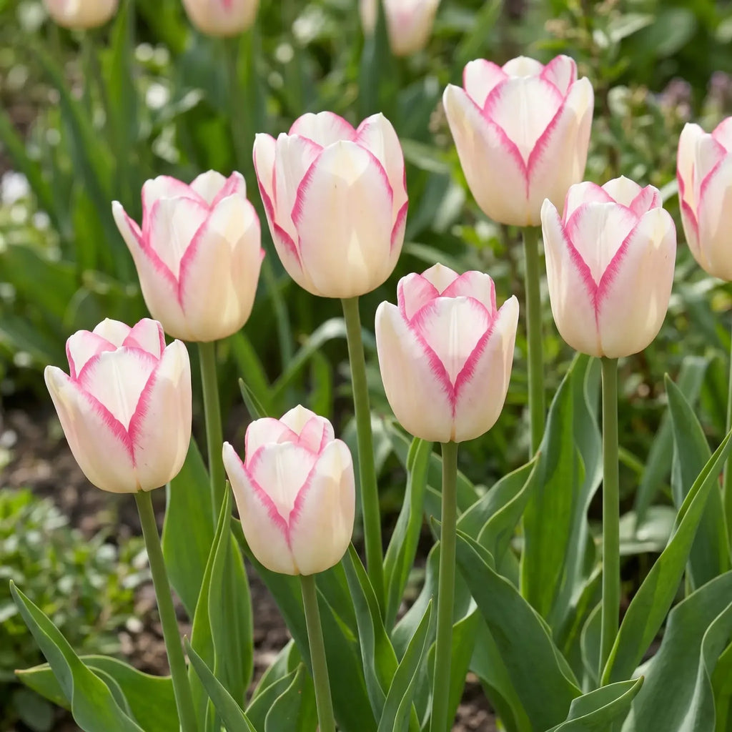 Tulipa Mata Hari natural garden angle