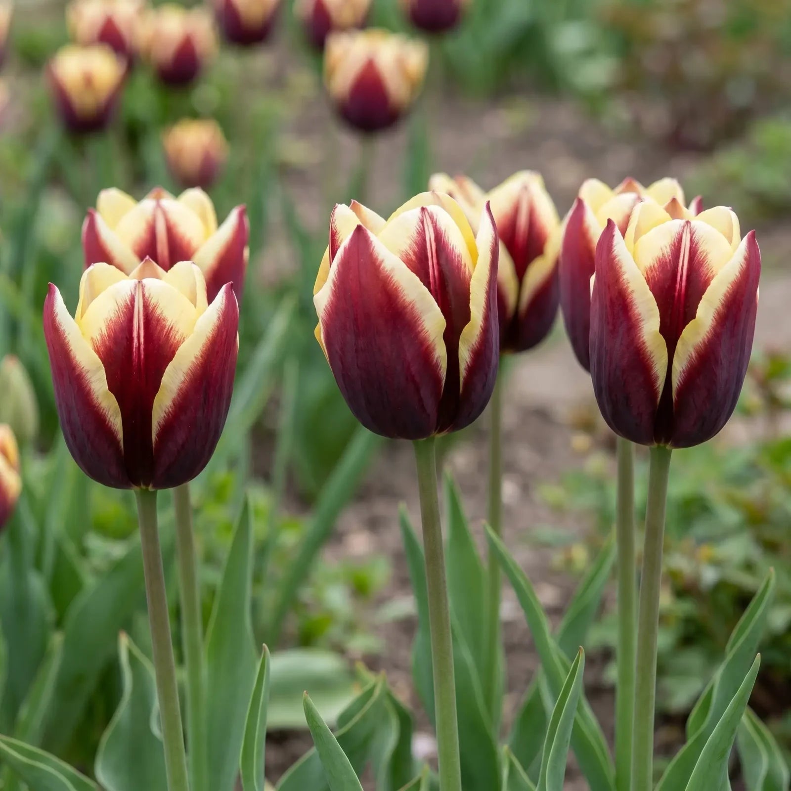 Tulipa Gavota natural garden angle