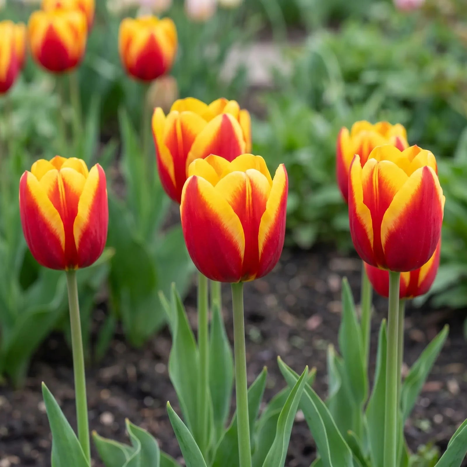 Tulipa Dow Jones natural garden angle