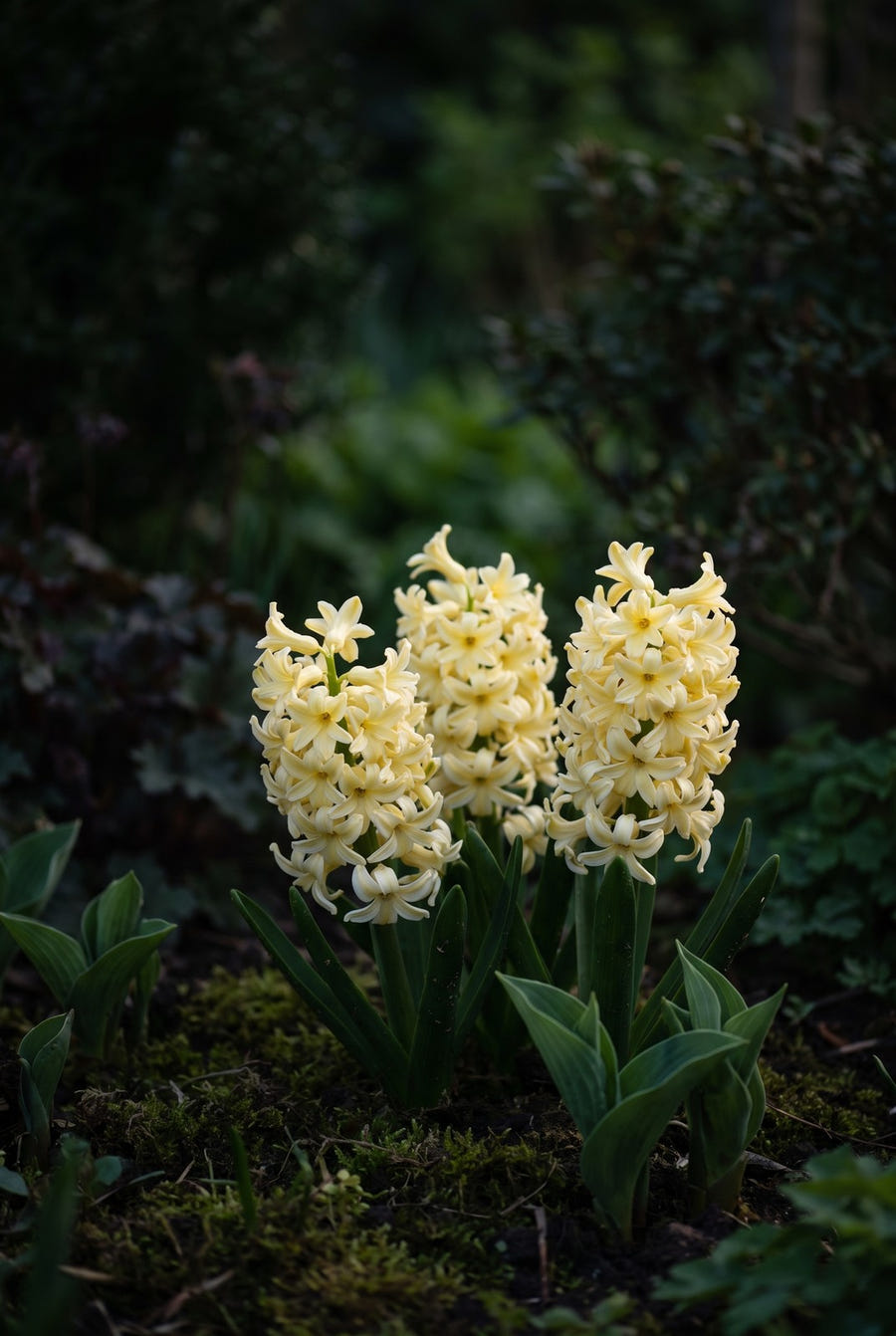 Hyacinthus City of Haarlem — sfeervol portret