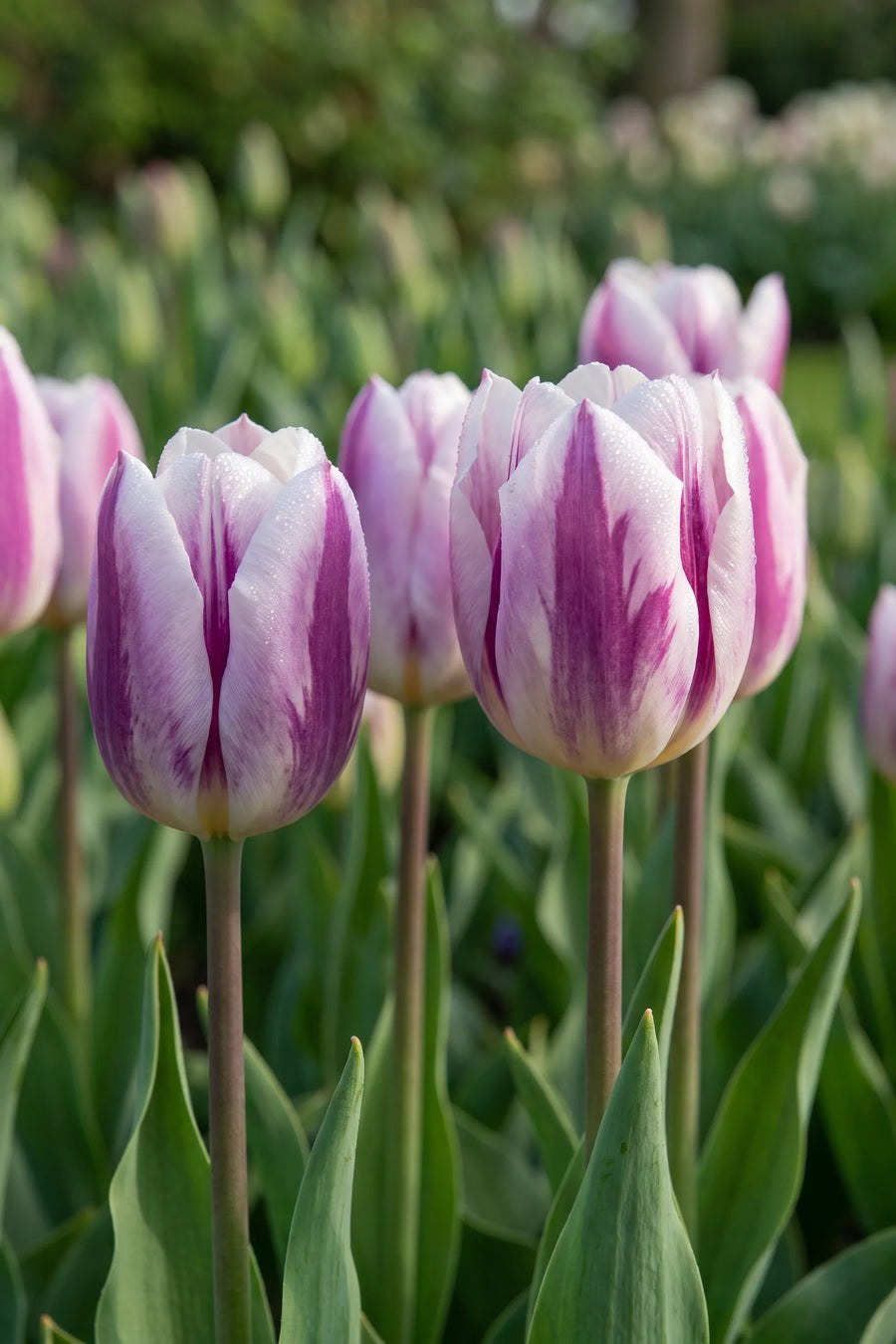 Detail van de bloemblaadjes van Tulipa Flaming Flag