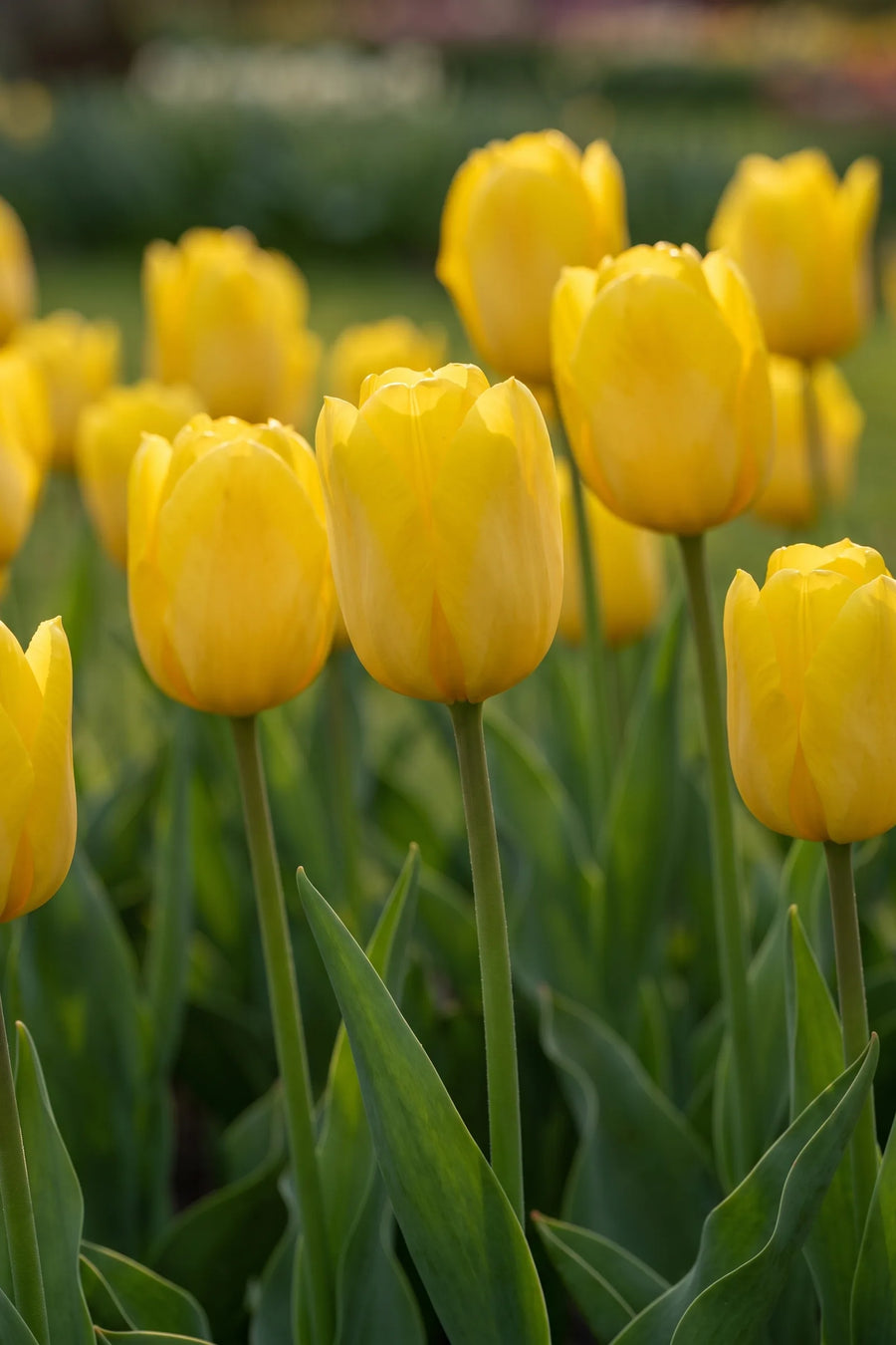 Detail van de bloemblaadjes van Tulipa Strong Gold