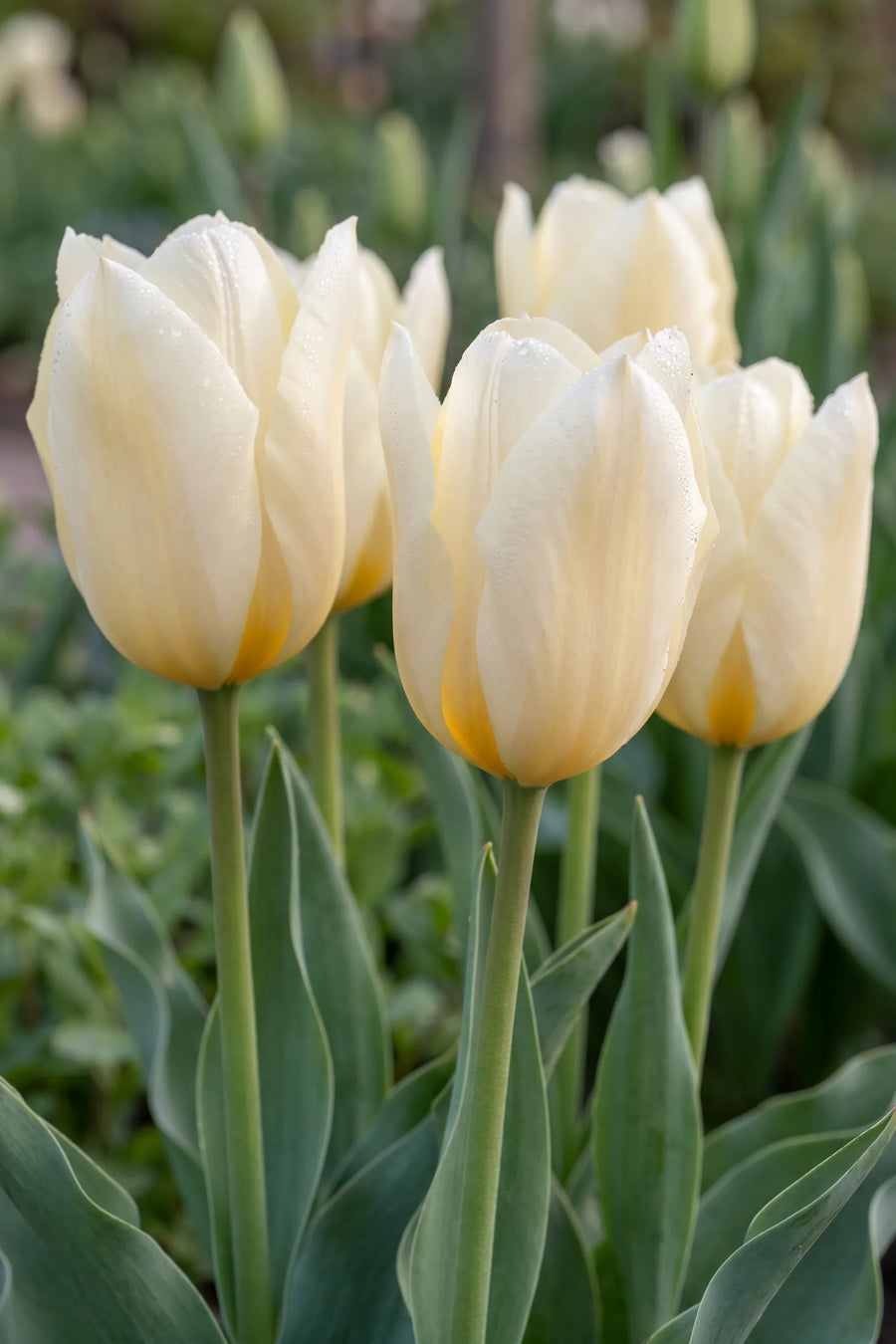 Detail van de bloemblaadjes van Tulipa Purissima