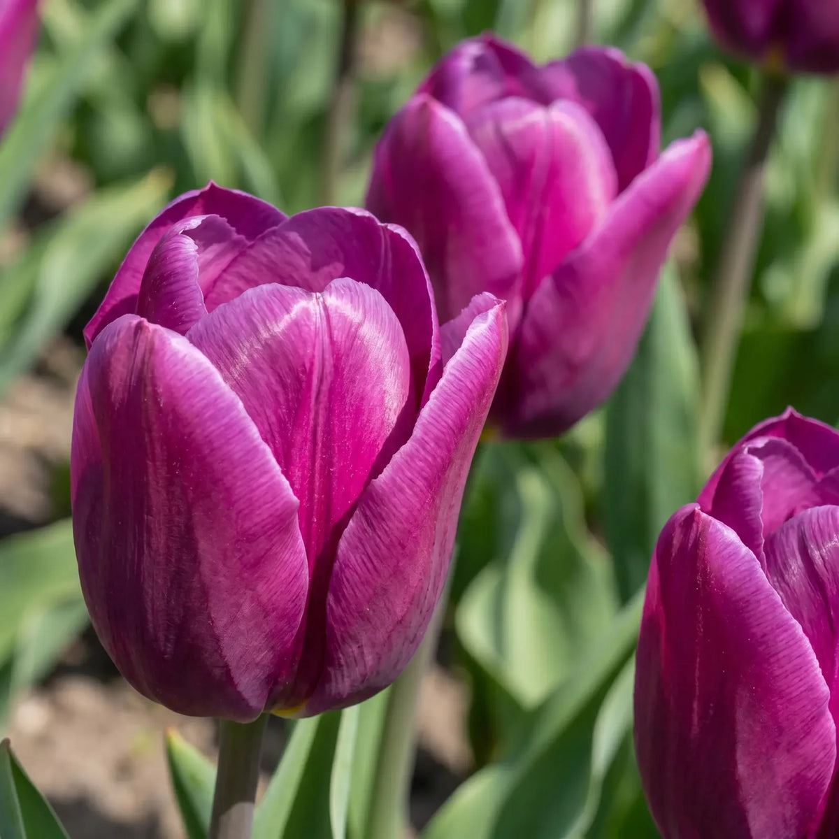 Tulipa Passio Glossy playful detail