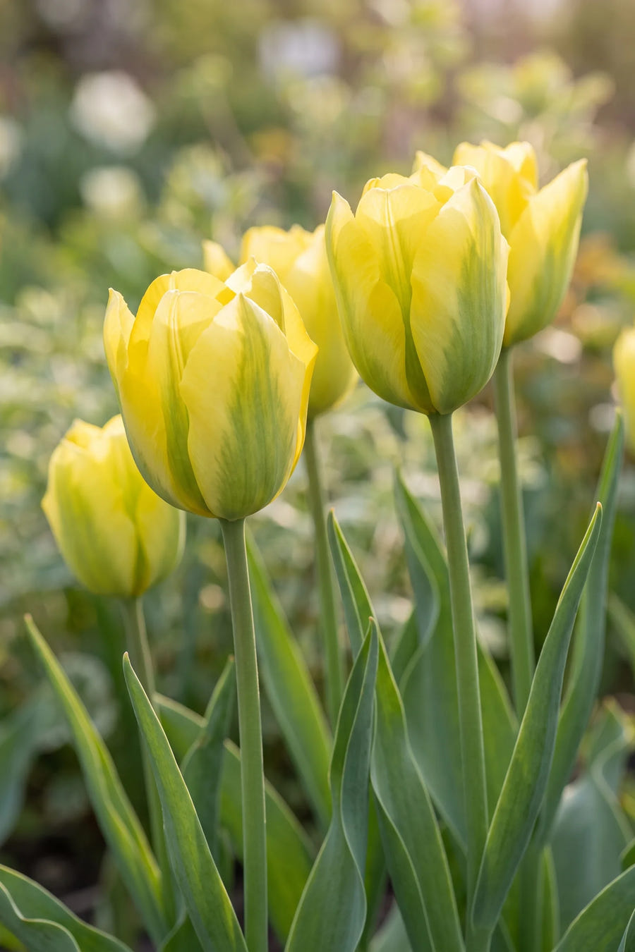 Tulipa Formosa — sfeerbeeld