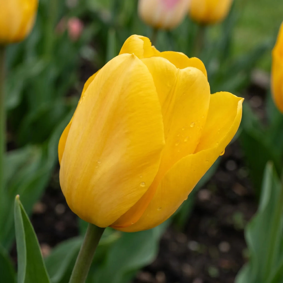 Tulipa Strong Gold playful detail