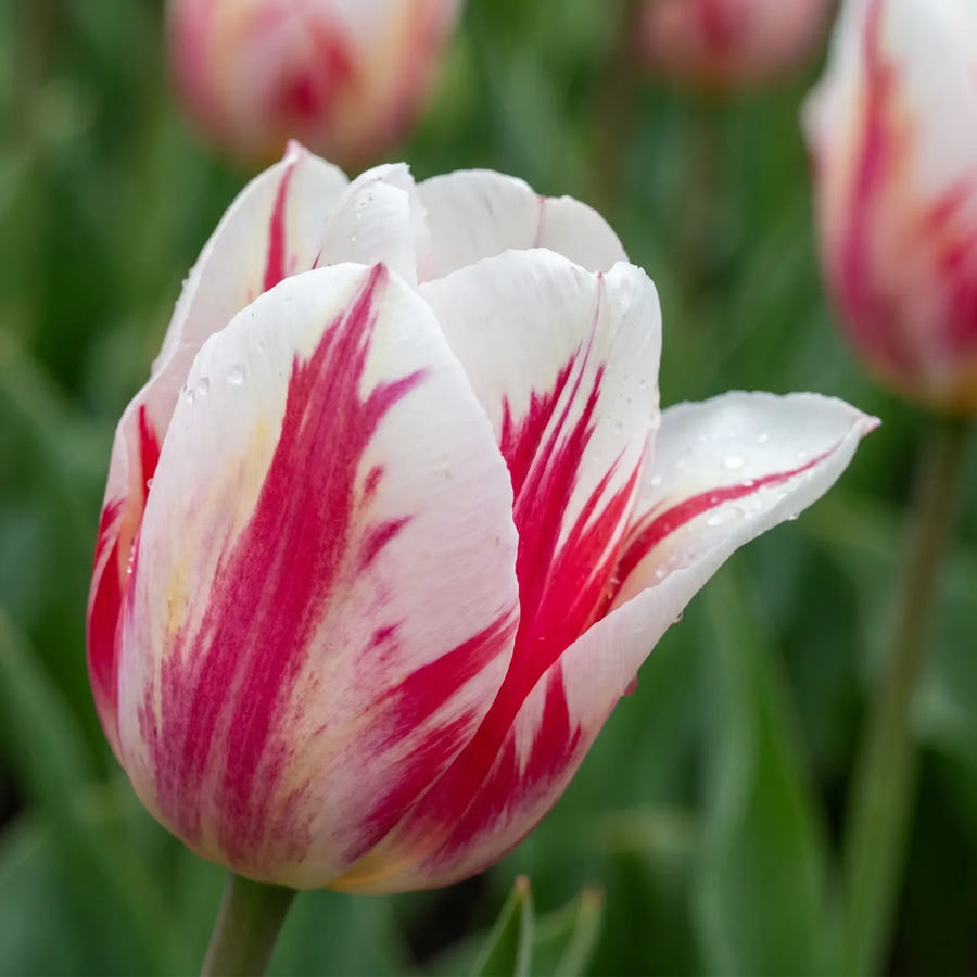 Tulipa Spryng Break playful detail