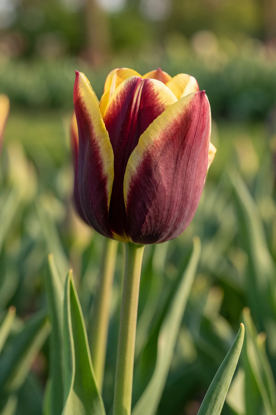 Detail van de bloemblaadjes van Tulipa Gavota