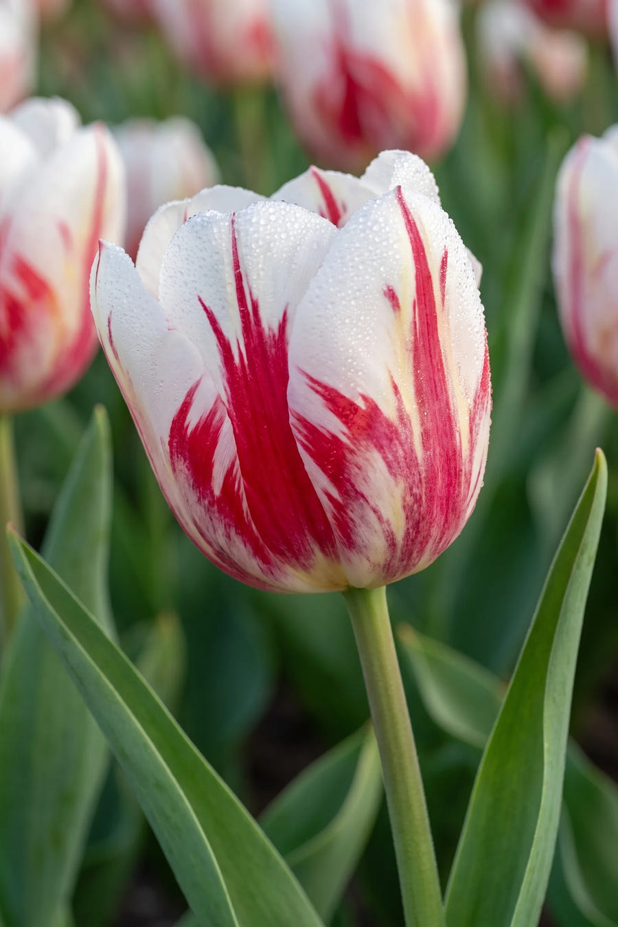 Tulipa One Direction — sfeerbeeld