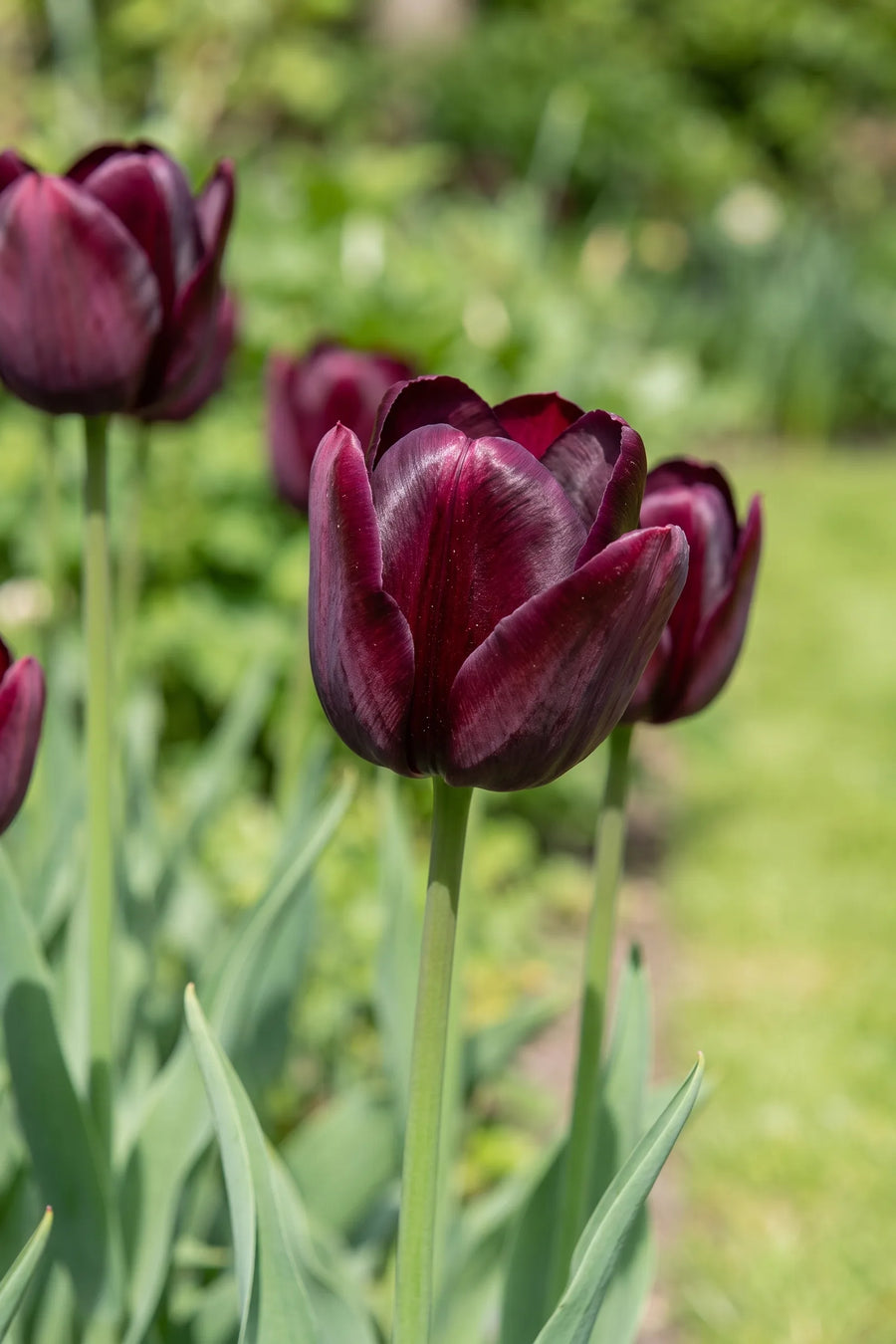 Detail van de bloemblaadjes van Tulipa Ronaldo